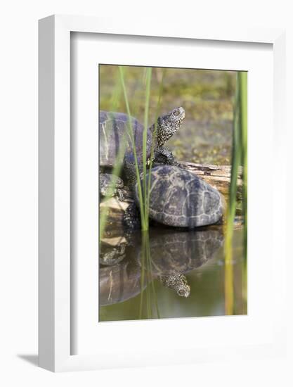 European Pond Turtle. Hungary-Martin Zwick-Framed Photographic Print