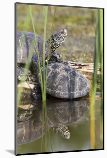 European Pond Turtle. Hungary-Martin Zwick-Mounted Photographic Print