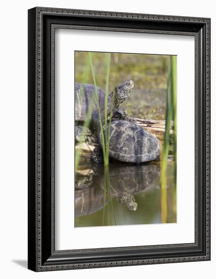 European Pond Turtle. Hungary-Martin Zwick-Framed Photographic Print