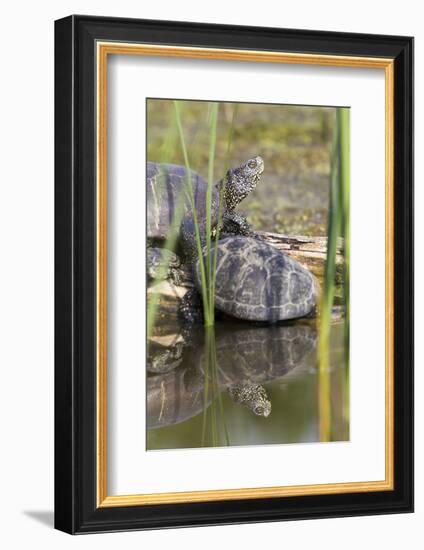 European Pond Turtle. Hungary-Martin Zwick-Framed Photographic Print