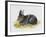 European Rabbit or Common Rabbit (Oryctolagus Cuniculus), Leporidae-null-Framed Giclee Print