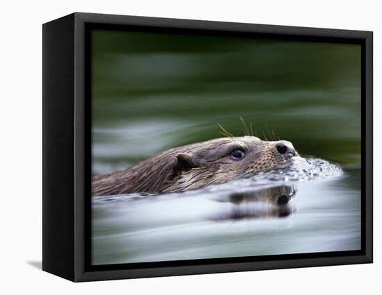 European River Otter Swimming, Otterpark Aqualutra, Leeuwarden, Netherlands-Niall Benvie-Framed Premier Image Canvas