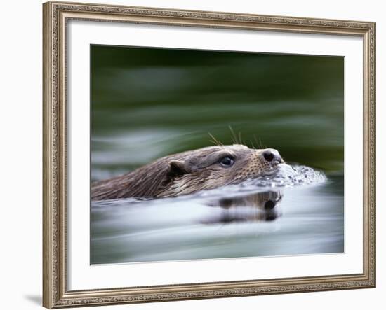 European River Otter Swimming, Otterpark Aqualutra, Leeuwarden, Netherlands-Niall Benvie-Framed Photographic Print