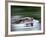 European River Otter Swimming, Otterpark Aqualutra, Leeuwarden, Netherlands-Niall Benvie-Framed Photographic Print