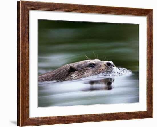 European River Otter Swimming, Otterpark Aqualutra, Leeuwarden, Netherlands-Niall Benvie-Framed Photographic Print