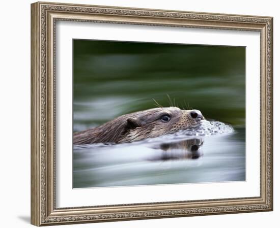 European River Otter Swimming, Otterpark Aqualutra, Leeuwarden, Netherlands-Niall Benvie-Framed Photographic Print