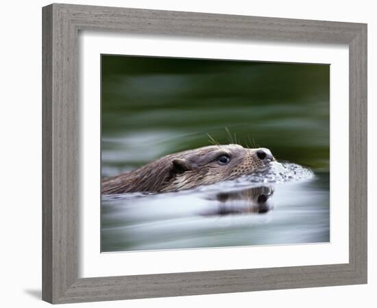 European River Otter Swimming, Otterpark Aqualutra, Leeuwarden, Netherlands-Niall Benvie-Framed Photographic Print