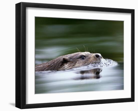 European River Otter Swimming, Otterpark Aqualutra, Leeuwarden, Netherlands-Niall Benvie-Framed Photographic Print