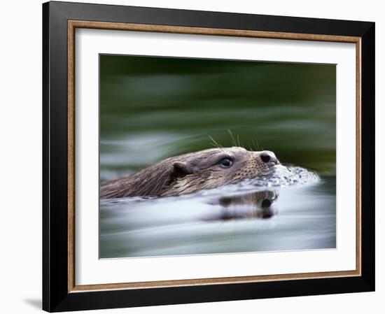 European River Otter Swimming, Otterpark Aqualutra, Leeuwarden, Netherlands-Niall Benvie-Framed Photographic Print