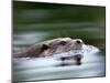 European River Otter Swimming, Otterpark Aqualutra, Leeuwarden, Netherlands-Niall Benvie-Mounted Photographic Print