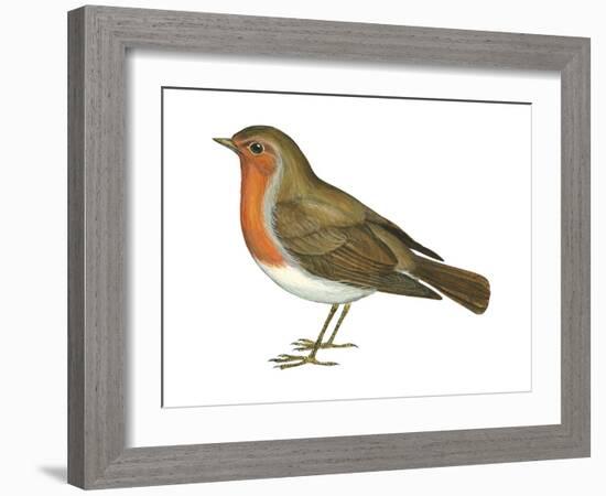 European Robin (Erithacus Rubecula), Birds-Encyclopaedia Britannica-Framed Art Print