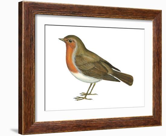 European Robin (Erithacus Rubecula), Birds-Encyclopaedia Britannica-Framed Art Print