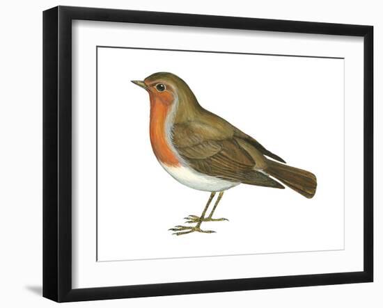 European Robin (Erithacus Rubecula), Birds-Encyclopaedia Britannica-Framed Art Print
