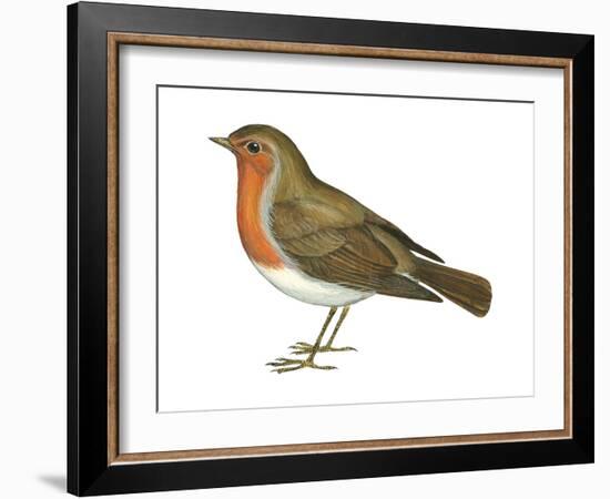 European Robin (Erithacus Rubecula), Birds-Encyclopaedia Britannica-Framed Art Print