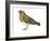 European Robin (Erithacus Rubecula), Birds-Encyclopaedia Britannica-Framed Art Print