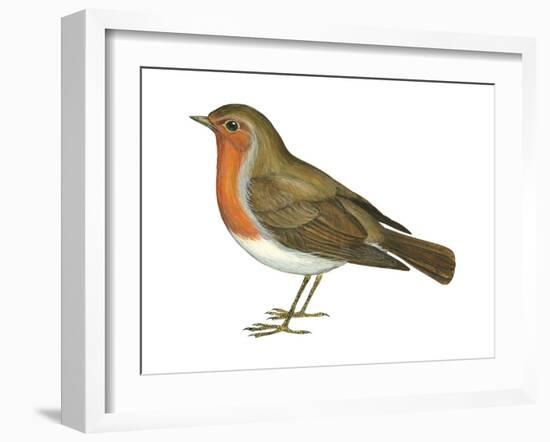 European Robin (Erithacus Rubecula), Birds-Encyclopaedia Britannica-Framed Art Print