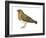 European Robin (Erithacus Rubecula), Birds-Encyclopaedia Britannica-Framed Art Print