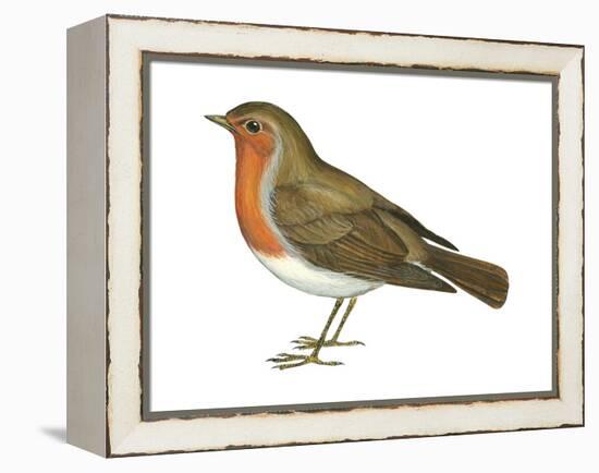 European Robin (Erithacus Rubecula), Birds-Encyclopaedia Britannica-Framed Stretched Canvas