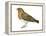 European Robin (Erithacus Rubecula), Birds-Encyclopaedia Britannica-Framed Stretched Canvas