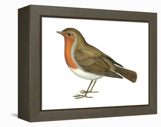 European Robin (Erithacus Rubecula), Birds-Encyclopaedia Britannica-Framed Stretched Canvas