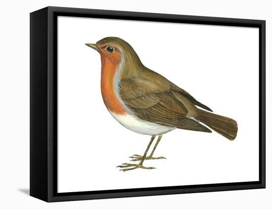 European Robin (Erithacus Rubecula), Birds-Encyclopaedia Britannica-Framed Stretched Canvas