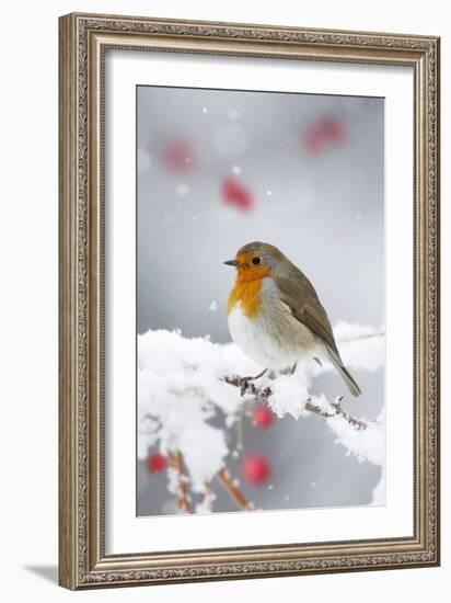 European Robin in Snow, Close-Up Showing Puffed-null-Framed Photographic Print