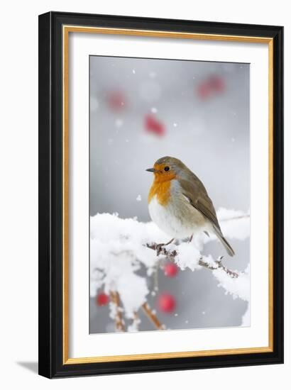 European Robin in Snow, Close-Up Showing Puffed-null-Framed Photographic Print