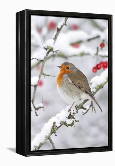 European Robin in Winter on Snowy Branch-null-Framed Premier Image Canvas