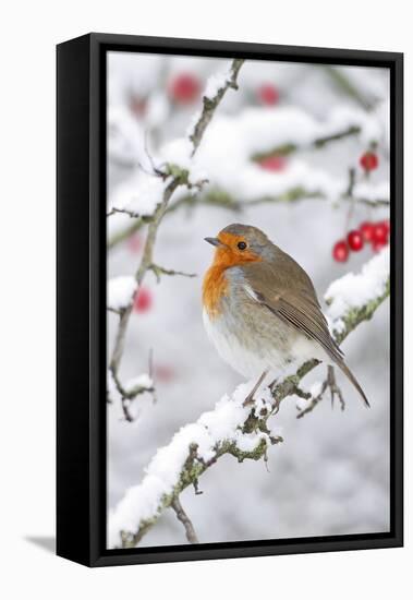 European Robin in Winter on Snowy Branch-null-Framed Premier Image Canvas