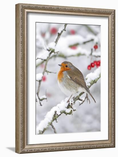 European Robin in Winter on Snowy Branch-null-Framed Photographic Print