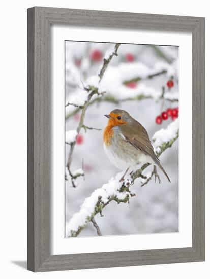 European Robin in Winter on Snowy Branch-null-Framed Photographic Print