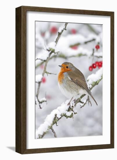 European Robin in Winter on Snowy Branch-null-Framed Photographic Print