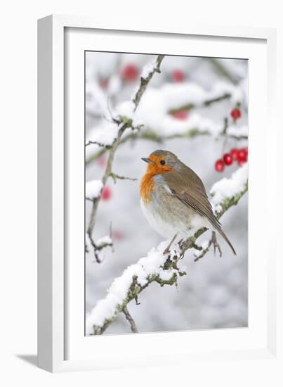 European Robin in Winter on Snowy Branch-null-Framed Photographic Print