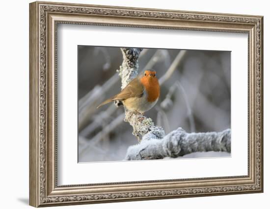 European robin perched on a hoar frosted branch on a cold winter morning, Gloucestershire, UK-Nick Upton-Framed Photographic Print
