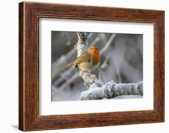 European robin perched on a hoar frosted branch on a cold winter morning, Gloucestershire, UK-Nick Upton-Framed Photographic Print