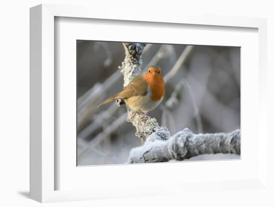 European robin perched on a hoar frosted branch on a cold winter morning, Gloucestershire, UK-Nick Upton-Framed Photographic Print