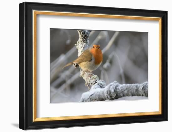 European robin perched on a hoar frosted branch on a cold winter morning, Gloucestershire, UK-Nick Upton-Framed Photographic Print