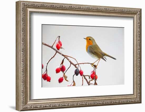 European robin perched on branch with rose hips, Germany-Hermann Brehm-Framed Photographic Print