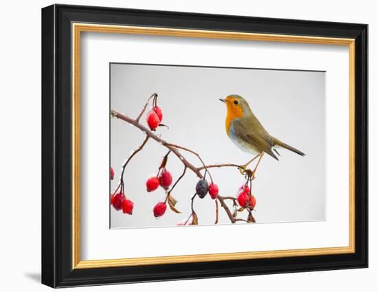 European robin perched on branch with rose hips, Germany-Hermann Brehm-Framed Photographic Print