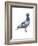 European Rock Dove (Columba Livia), Birds-Encyclopaedia Britannica-Framed Art Print