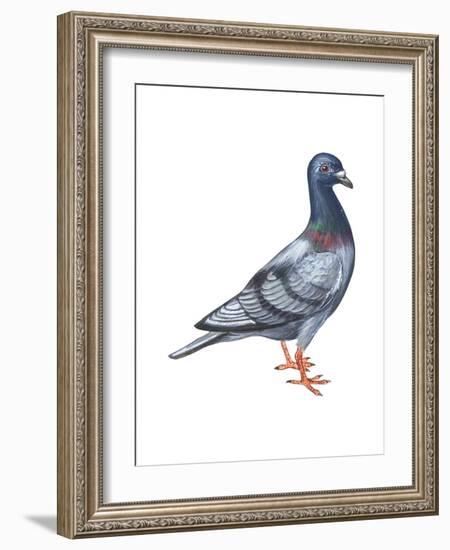 European Rock Dove (Columba Livia), Birds-Encyclopaedia Britannica-Framed Art Print