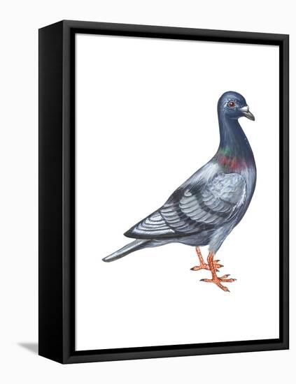 European Rock Dove (Columba Livia), Birds-Encyclopaedia Britannica-Framed Stretched Canvas