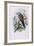 European Roller; Coracias Garrula, 1862-1873 (Hand-Finished Colour Lithograph)-John Gould-Framed Giclee Print