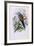 European Roller; Coracias Garrula, 1862-1873 (Hand-Finished Colour Lithograph)-John Gould-Framed Giclee Print