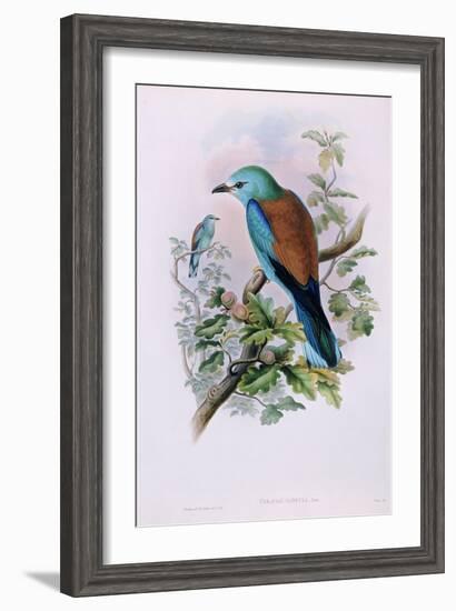 European Roller; Coracias Garrula, 1862-1873 (Hand-Finished Colour Lithograph)-John Gould-Framed Giclee Print