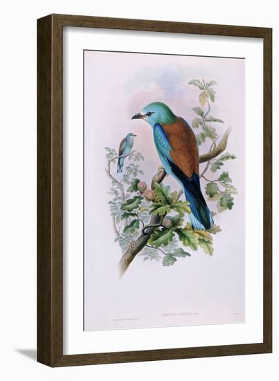 European Roller; Coracias Garrula, 1862-1873 (Hand-Finished Colour Lithograph)-John Gould-Framed Giclee Print