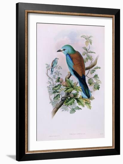 European Roller; Coracias Garrula, 1862-1873 (Hand-Finished Colour Lithograph)-John Gould-Framed Giclee Print