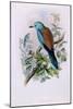 European Roller; Coracias Garrula, 1862-1873 (Hand-Finished Colour Lithograph)-John Gould-Mounted Giclee Print