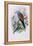 European Roller; Coracias Garrula, 1862-1873 (Hand-Finished Colour Lithograph)-John Gould-Framed Premier Image Canvas