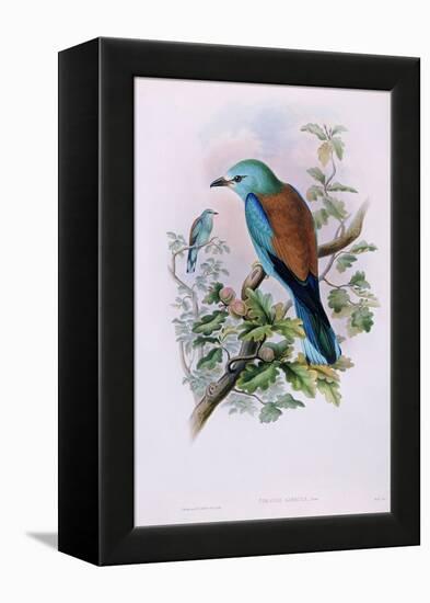 European Roller; Coracias Garrula, 1862-1873 (Hand-Finished Colour Lithograph)-John Gould-Framed Premier Image Canvas